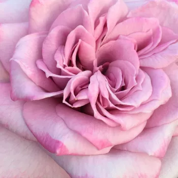Rosier à vendre - Rosa Orchid Masterpiece™ - rosiers hybrides de thé - rose - violet - parfum discret - Eugene S. Boerner - Grandes fleurs doubles en forme de coupe fleurissant continuellement tout au long de l