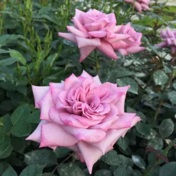 Rózsaszín - lila sziromszél - teahibrid rózsa - diszkrét illatú rózsa - ibolya aromájú