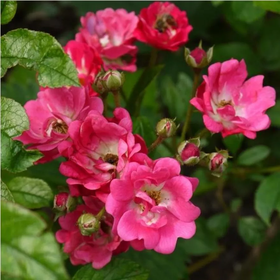 Záhonová ruža - polyanta - Ruža - Orléans Rose - Ruže - online - koupit