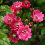 Rose Polyanthe - rosa - rosa del profumo discreto - Rosa Orléans Rose - Produzione e vendita on line di rose da giardino