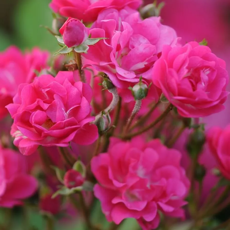 Rózsaszín - Rózsa - Orléans Rose - Online rózsa rendelés
