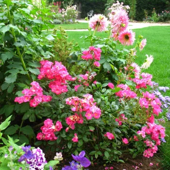 Rózsaszín - fehér szirombelső - virágágyi polianta rózsa - diszkrét illatú rózsa - gyöngyvirág aromájú