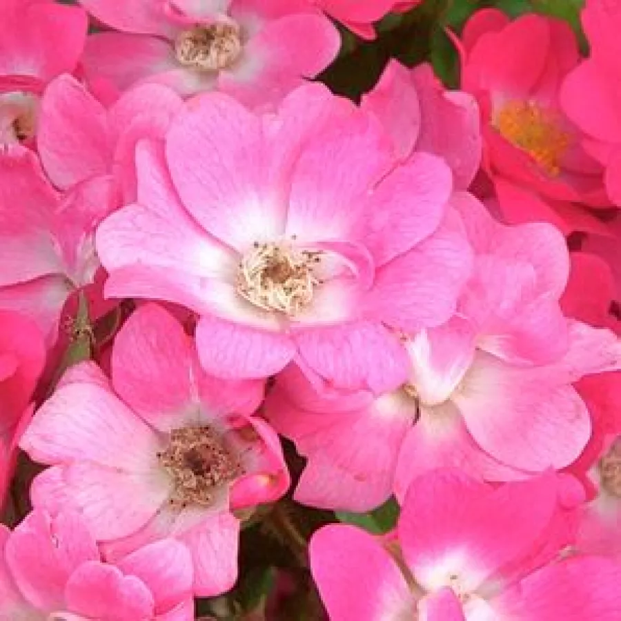 Polyantha - Rosa - Orléans Rose - Produzione e vendita on line di rose da giardino