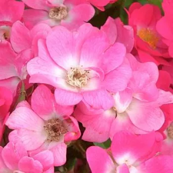 Rosen Shop - polyantharosen - rosa - Rosa Orléans Rose - diskret duftend - Levavasseur - Geranienrote Rose mit weißem Auge und diskretem Duft.