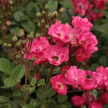 Rosa Orléans Rose - růžová - stromkové růže - Stromková růže s drobnými květy