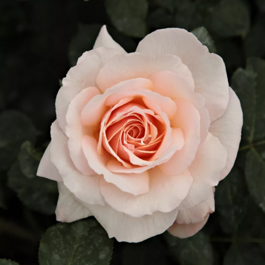 Róże rabatowe grandiflora - Róża - Pacific™ - Szkółka Róż Rozaria