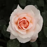Záhonová ruža - grandiflora - floribunda - žltá - mierna vôňa ruží - škorica - Rosa Pacific™ - Ruže - online - koupit