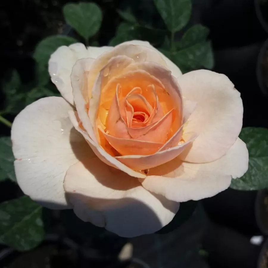 żółty - Róża - Pacific™ - Szkółka Róż Rozaria
