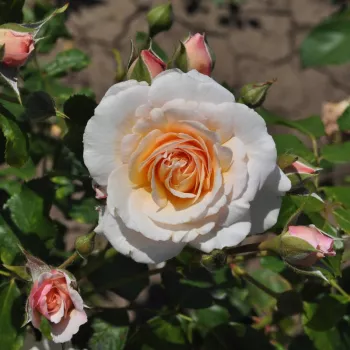 Rosa Pacific™ - rumena - Grandiflora - floribunda vrtnice