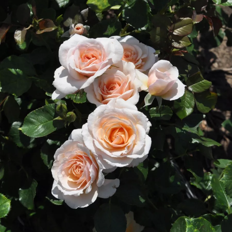 BOZpacisun - Róża - Pacific™ - Szkółka Róż Rozaria
