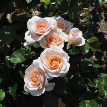 Sárga - virágágyi grandiflora - floribunda rózsa   (90-100 cm)