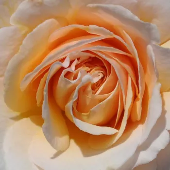 Online rózsa rendelés  - virágágyi grandiflora - floribunda rózsa - sárga - diszkrét illatú rózsa - fahéj aromájú - Pacific™ - (90-100 cm)