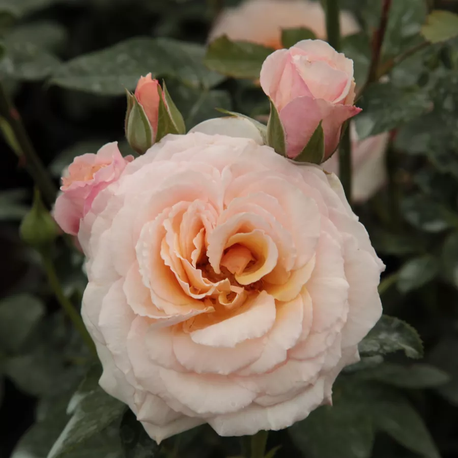 Amarillo - Rosa - Pacific™ - rosal de pie alto