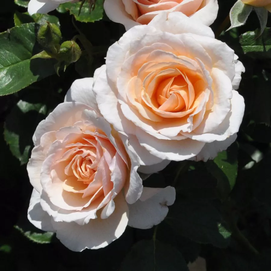 PhenoGeno Roses - Rosa - Pacific™ - rosal de pie alto