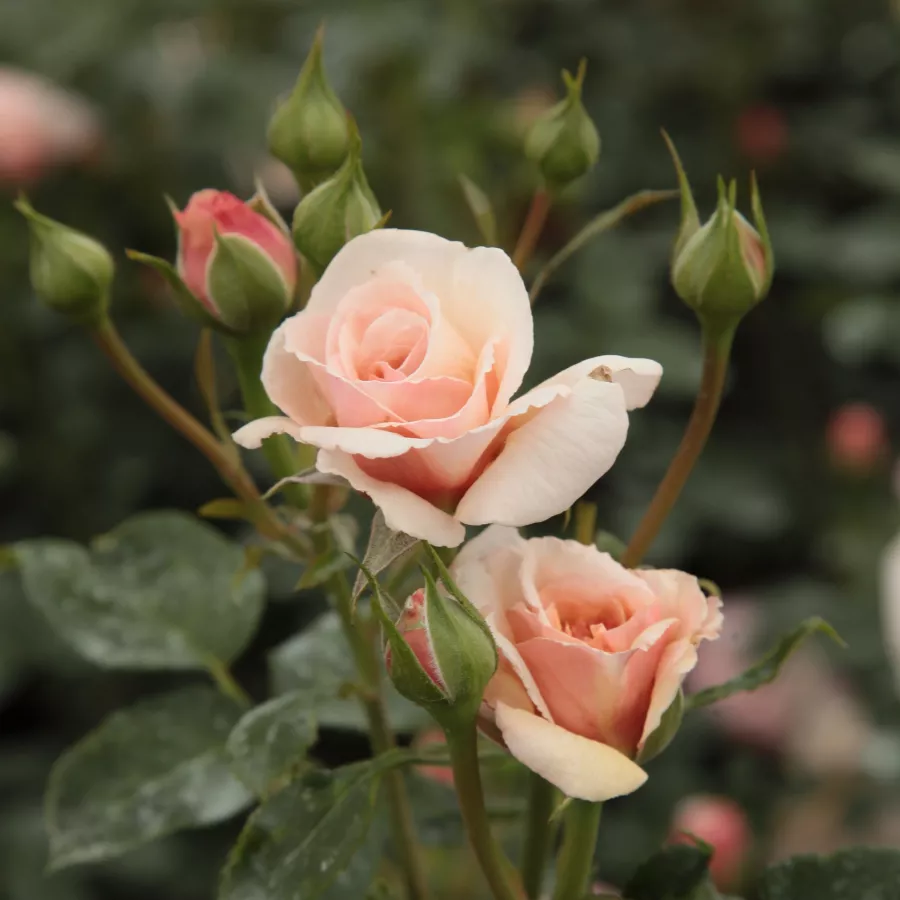 Trandafiri pomisor - Trandafir copac cu trunchi înalt – cu flori în buchet - Trandafiri - Pacific™ - 