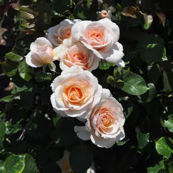 Galben - trandafiri pomisor - Trandafir copac cu trunchi înalt – cu flori în buchet