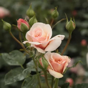 Rosa Pacific™ - sárga - Csokros virágú - magastörzsű rózsafa- bokros koronaforma
