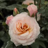 Floribunda - grandiflora ruža - diskretni miris ruže - sadnice ruža - proizvodnja i prodaja sadnica - Rosa Pacific™ - žuta boja
