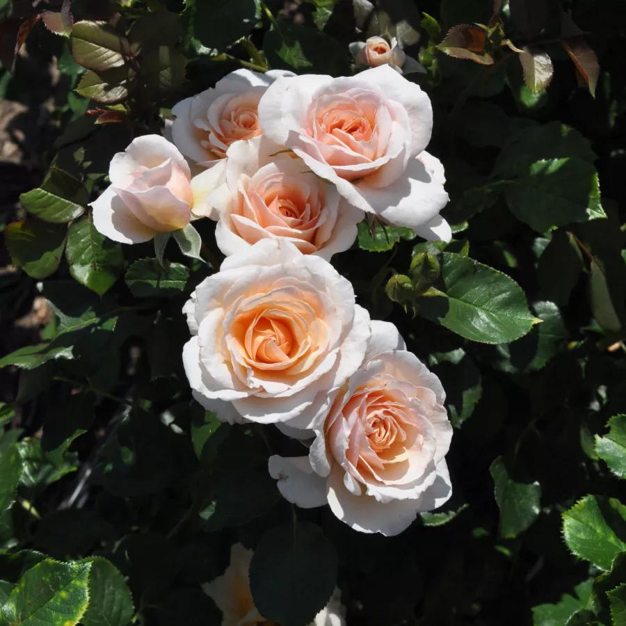Plină, densă - Trandafiri - Pacific™ - comanda trandafiri online
