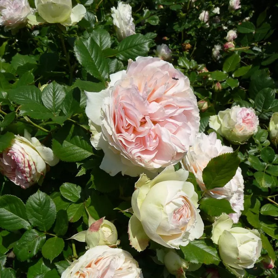 Biely - Ruža - Palais Royal® - Ruže - online - koupit