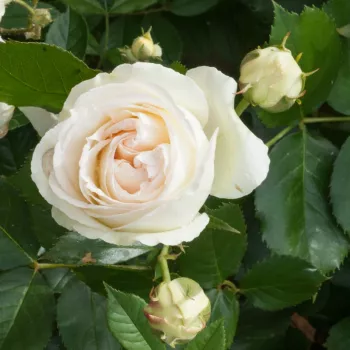 Rosa Palais Royal® - blanche - Rosiers lianes (Climber, Kletter)
