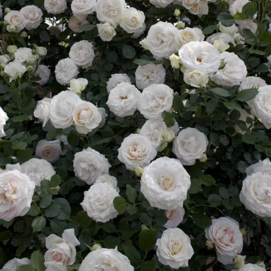MEIviowit - Rosa - Palais Royal® - Produzione e vendita on line di rose da giardino