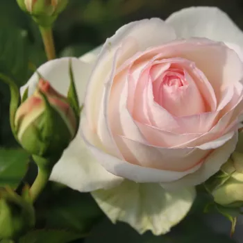 Rosa Palais Royal® - bijela - ruže stablašice -