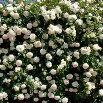Blanche - rosier haute tige - Rosier aux fleurs anglaises