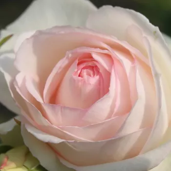 Ruže - eshop  - biely - stromčekové ruže - Stromkové ruže s kvetmi anglických ruží - Palais Royal® - mierna vôňa ruží - aróma korenia