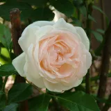 Fehér - diszkrét illatú rózsa - fűszer aromájú - Online rózsa vásárlás - Rosa Palais Royal® - climber, futó rózsa