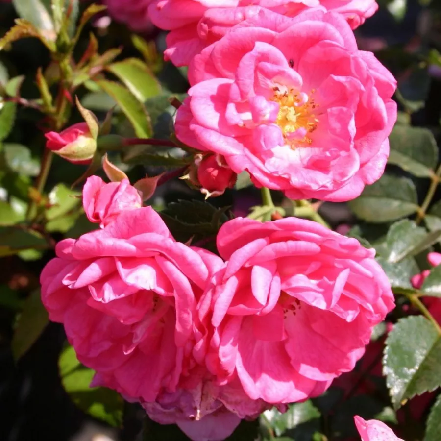 Różowy - Róża - Palmengarten Frankfurt® - Szkółka Róż Rozaria