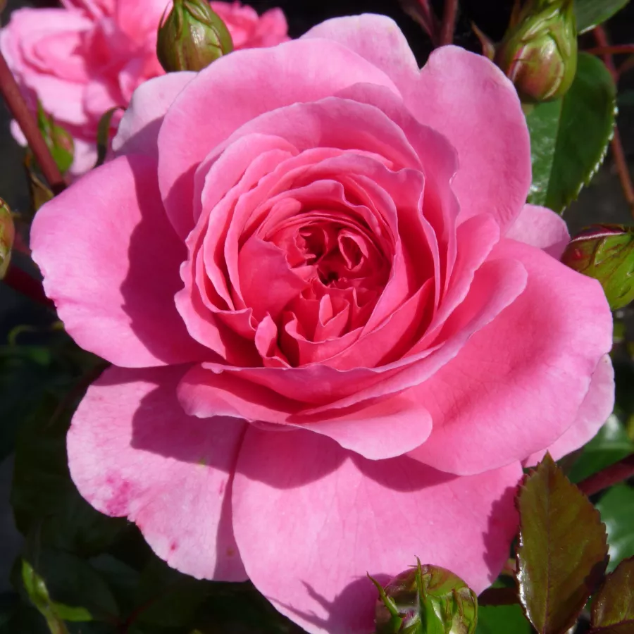 Różowy - Róża - Palmengarten Frankfurt® - 