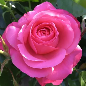 Rosa Palmengarten Frankfurt® - roz - trandafiri pomisor - Trandafir copac cu trunchi înalt – cu flori simpli