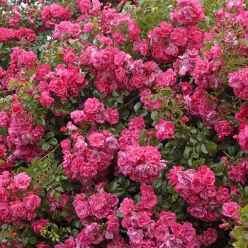 Rosa oscuro - árbol de rosas de flor simple - rosal de pie alto   (120-150 cm)