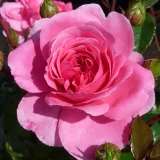 Rózsaszín - nem illatos rózsa - Online rózsa vásárlás - Rosa Palmengarten Frankfurt® - talajtakaró rózsa