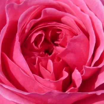 Online rózsa kertészet - talajtakaró rózsa - nem illatos rózsa - Palmengarten Frankfurt® - rózsaszín - (60-90 cm)