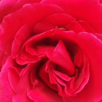 Rózsa kertészet - vörös - teahibrid rózsa - Pannonhalma - közepesen illatos rózsa - mangó aromájú - (90-100 cm)