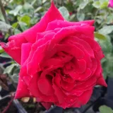 Vrtnica čajevka - rdeča - Zmerno intenzivni vonj vrtnice - Rosa Pannonhalma - Na spletni nakup vrtnice