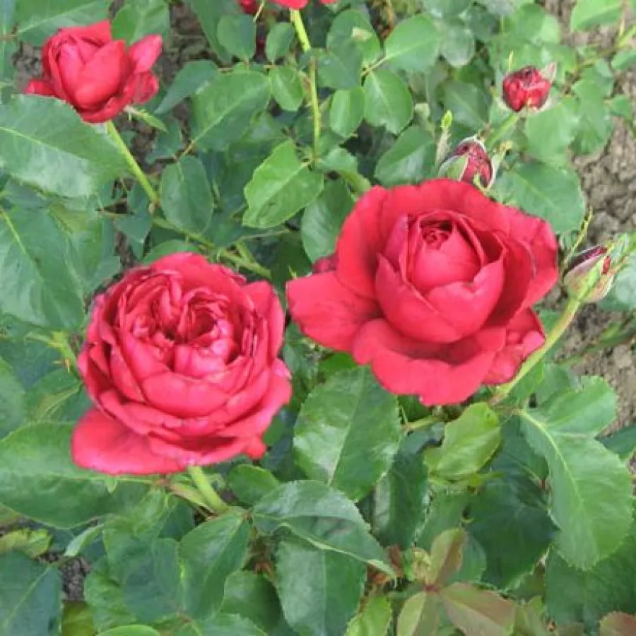 Rosso - Rosa - Pannonhalma - Produzione e vendita on line di rose da giardino