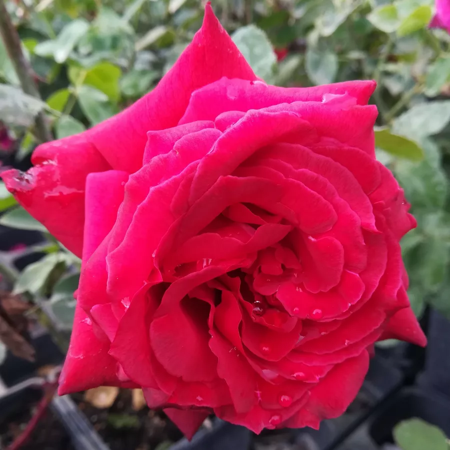Roșu - Trandafiri - Pannonhalma - 