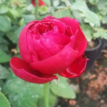 Rosa Pannonhalma - roșu - trandafiri pomisor - Trandafir copac cu trunchi înalt – cu flori tip trandafiri englezești