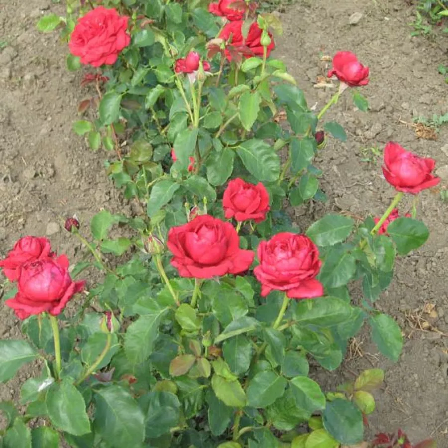 120-150 cm - Rosa - Pannonhalma - rosal de pie alto