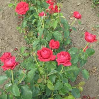 Rojo guinda - Árbol de Rosas Inglesa - rosal de pie alto- forma de corona de tallo recto