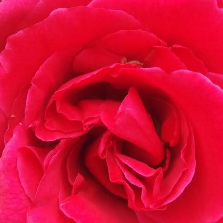 Solitaria - Rosa - Pannonhalma - rosal de pie alto