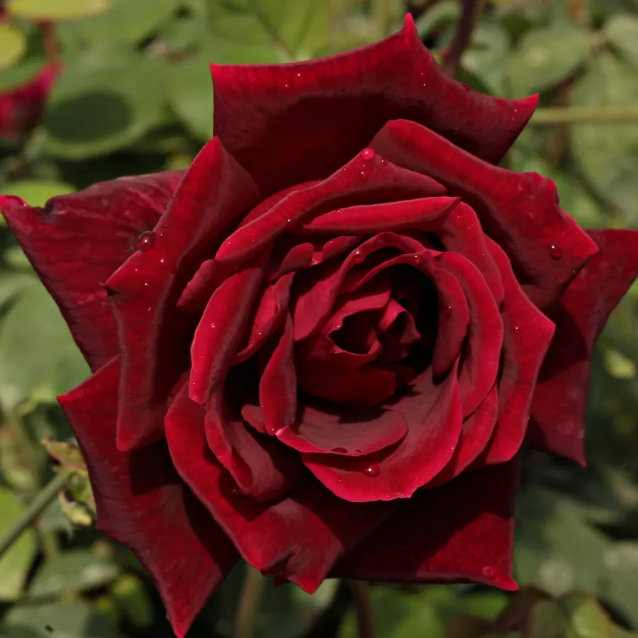 Rose Ibridi di Tea - Rosa - Papa Meilland® - Produzione e vendita on line di rose da giardino