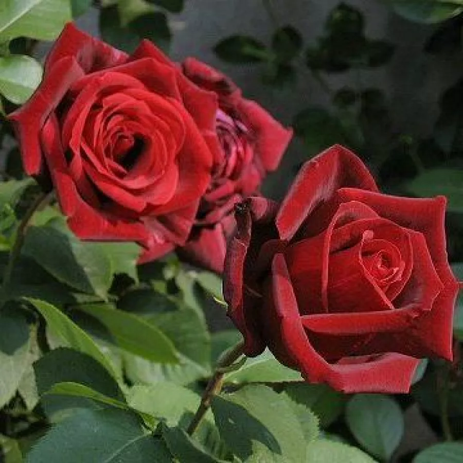 červený - Ruža - Papa Meilland® - Ruže - online - koupit