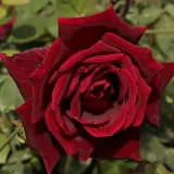 Rdeča - drevesne vrtnice - Rosa Papa Meilland® - Vrtnica intenzivnega vonja