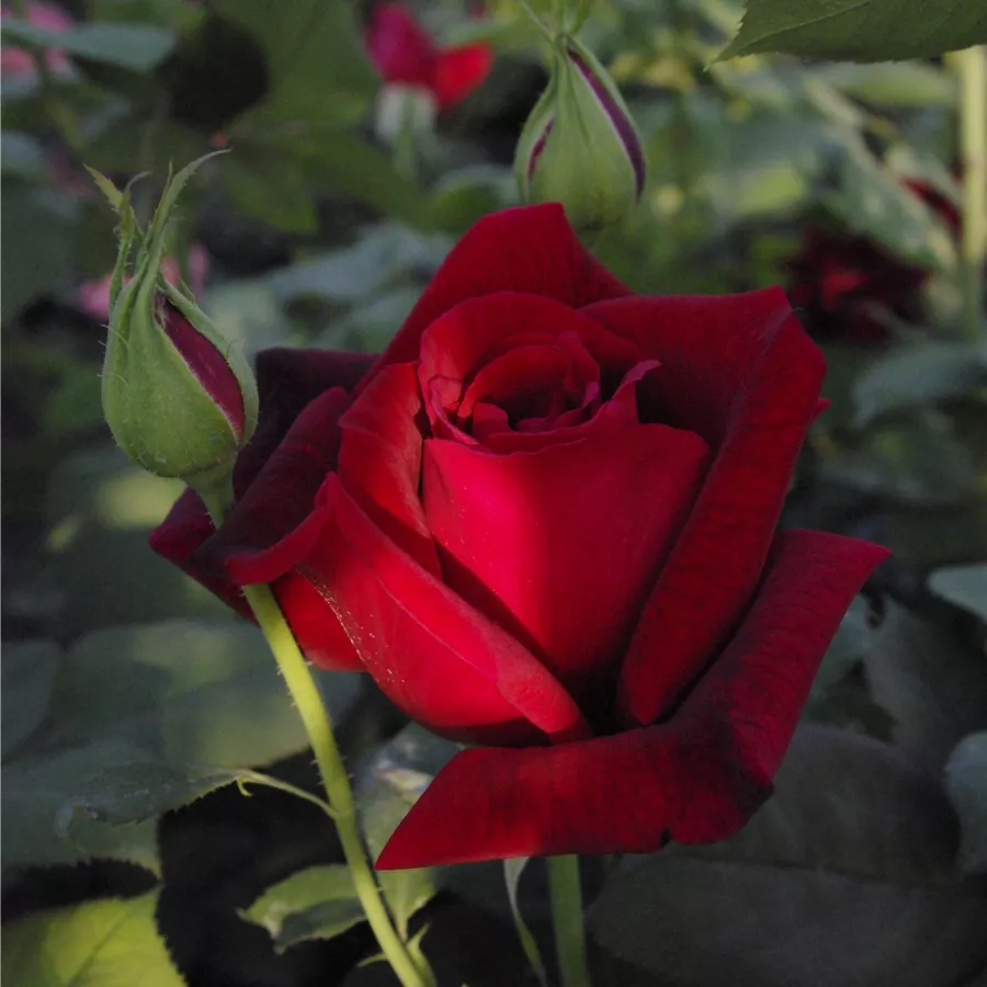 Drevesne vrtnice - - Roza - Papa Meilland® - 