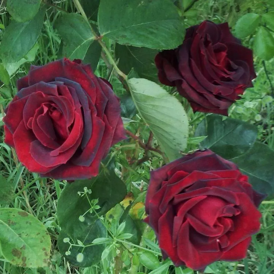 120-150 cm - Róża - Papa Meilland® - 