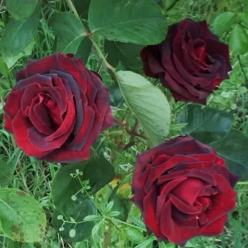 Rojo escarlata oscuro - Árbol de Rosas Híbrido de Té - rosal de pie alto- forma de corona de tallo recto